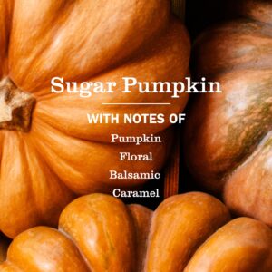 Alternative view of Sugar Pumpkin Collection